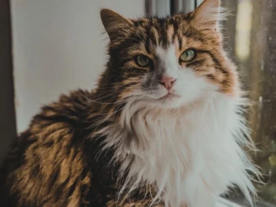 How Old Is My 5-Year-Old Cat in Human Years