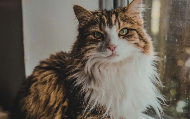 How Old Is My 5-Year-Old Cat in Human Years